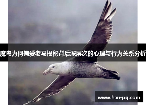 魔鸟为何偏爱老马揭秘背后深层次的心理与行为关系分析